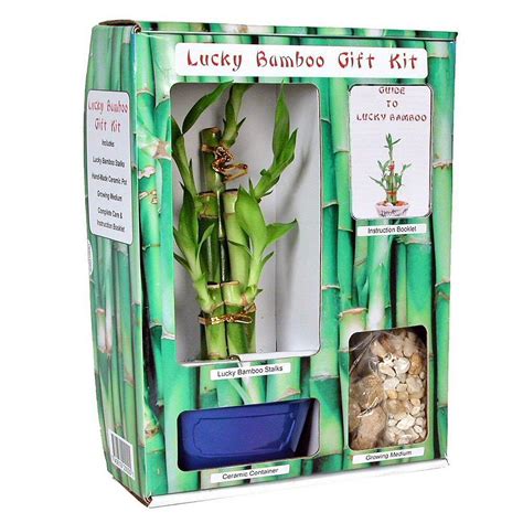 lucky bamboo gift